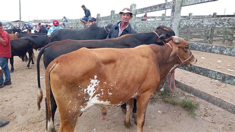 Feira De Gado De Capoeiras Pe Gado Baixou Muito Youtube