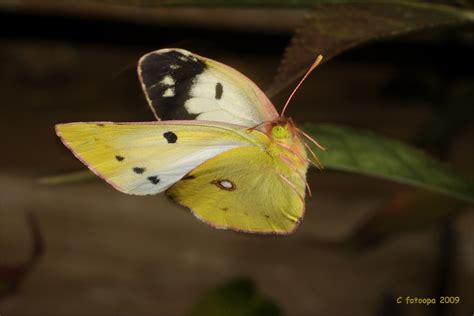 Fotoopa D Oranje Luzernevlinder Colias Croceus Flickr