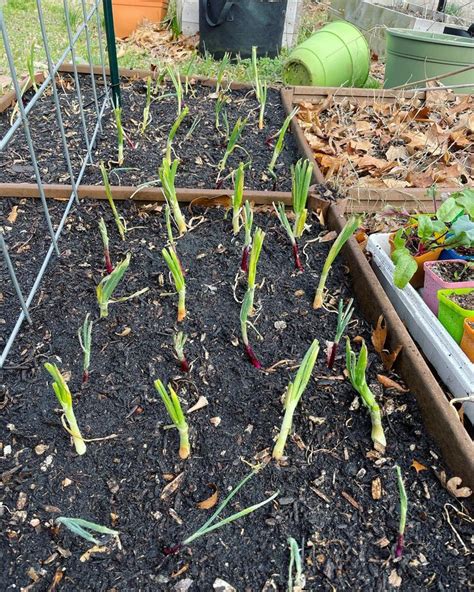 How Far Apart Do You Plant Onions Planting Guide