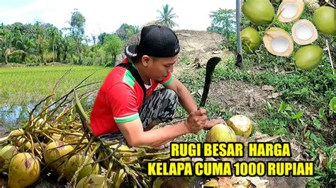 BARU KALI INI TAU HARGA BELI KELAPA MUDA PERBUAH PEMILIK KEBUN CUMA