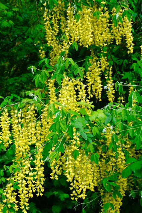 Shoreline Area News: Photos: Pretty Yellow Flowers