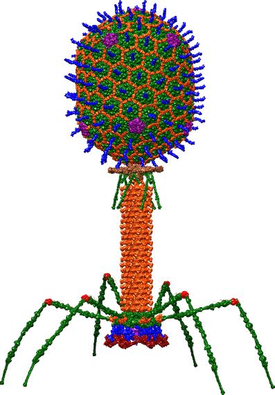 Phagoth Rapie Des Virus Pour Lutter Contre Les Bact Ries