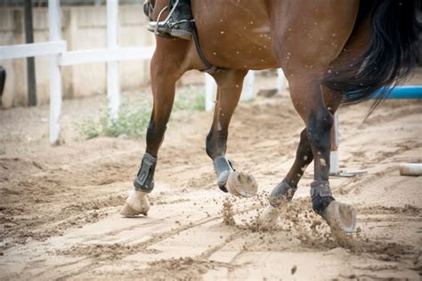 20 Best Horse Books Everyone Should Read Seriously Equestrian