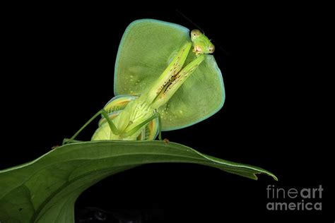 Praying Mantis Photograph By Nicolas Reusensscience Photo Library