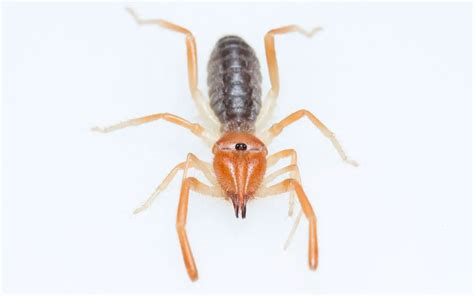 Are Camel Spider bites dangerous? - The Spider Blog