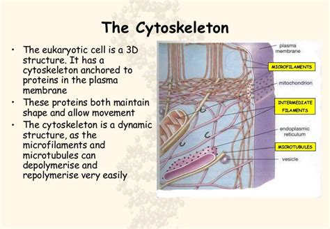 Cytoskeleton Animal Cell Diagram