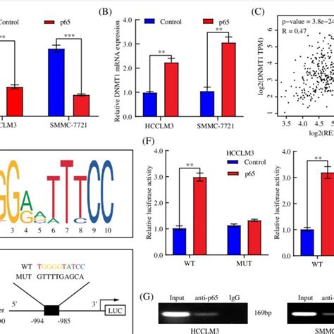 P65 Promoted Dnmt1 Transcription And Induced Mir 378a 3p Silencing