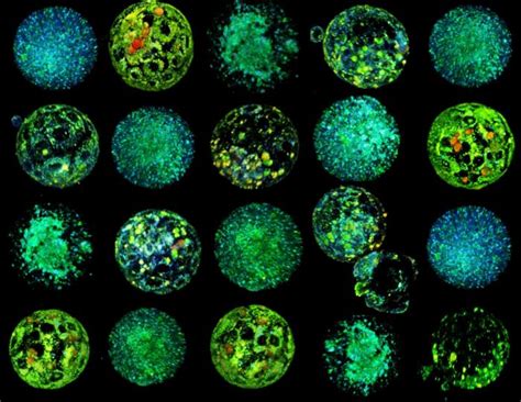 Mouse Embryos [image] Eurekalert Science News Releases