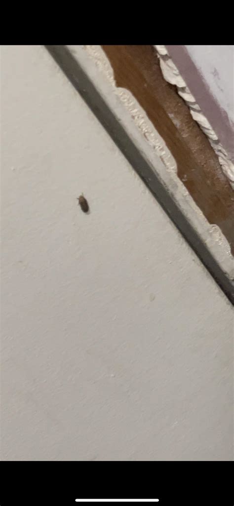 Is this a baby cockroach? : r/whatbugisthis