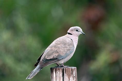 Ringneck Dove: Know Everything About Them | Pets Nurturing