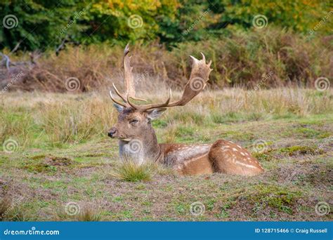 Male Stag Fallow Deer Laying On The Gorund Stock Photo Image Of Fall