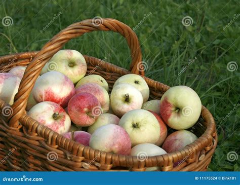 Cesta Con Las Manzanas Foto De Archivo Imagen De Cierre