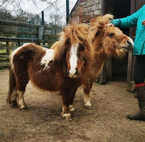 Oak Tree Animals rescues seven ponies thanks to Covid grant