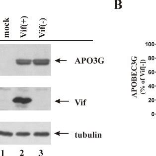 Vif Has A Moderate Effect On APOBEC3G Steady State Levels A HeLa