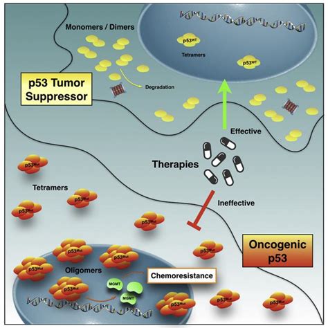 Chemotherapy Resistance In Cel [image] Eurekalert Science News Releases