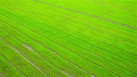 4k Aerial Wide View Of Beautiful Green Rice Fields In The Rural Of