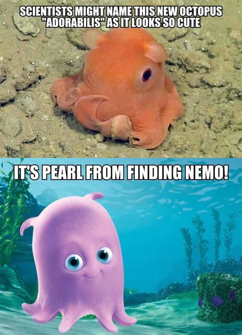 This Newly Found Octopus Is Too Cute 9gag