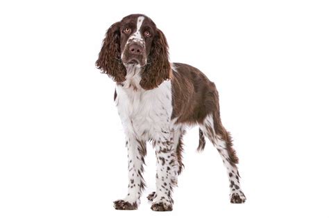 English Springer Spaniel Dog Breed » Info, Pics, & More