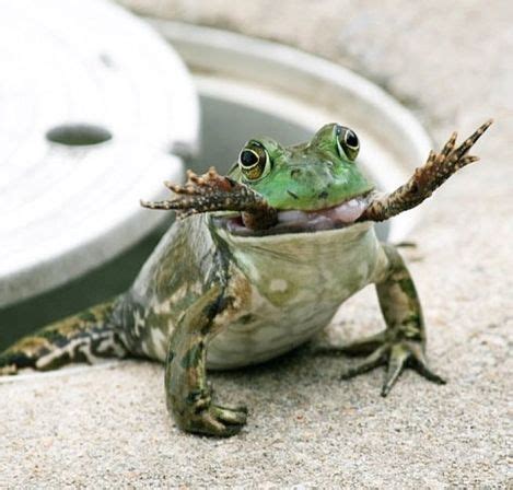 Frog's Diet