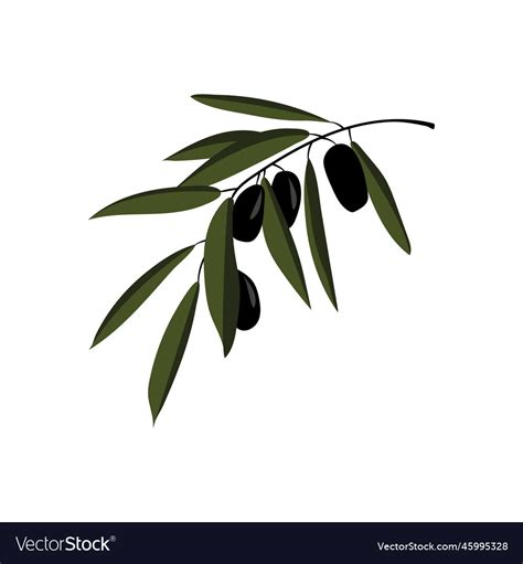 Olive branch Royalty Free Vector Image - VectorStock