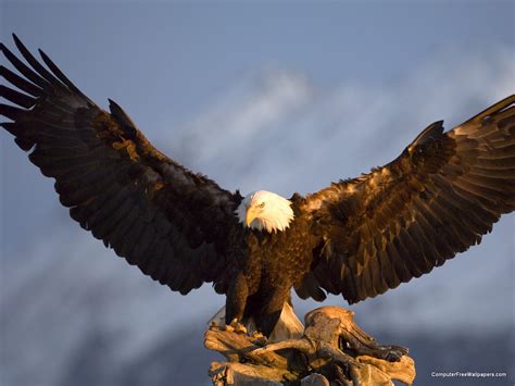 Bald Eagle Wallpaper Screensavers Wallpapersafari