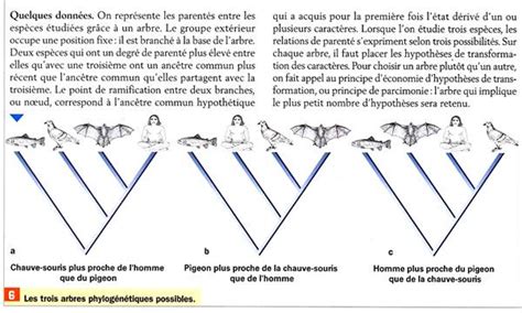 Exercice Lien De Parent Entre Les Esp Ces