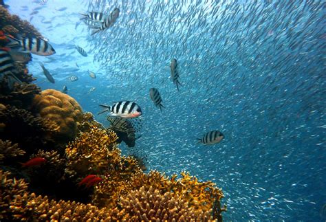 Fotos gratis mar Oceano buceo biología vistoso pescado Arrecife