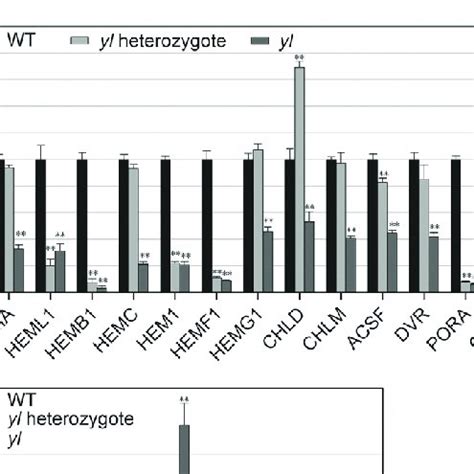 Relative Expression Of Photosynthesis And Chlorophyll Synthesis Related