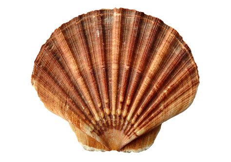 Collection Of Seashells Transparent Free Png Png Play