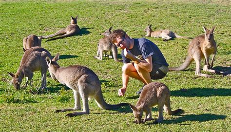 Pebbly Beach Kangaroos Australia - 175 | Kangaroo, Beach, Australia