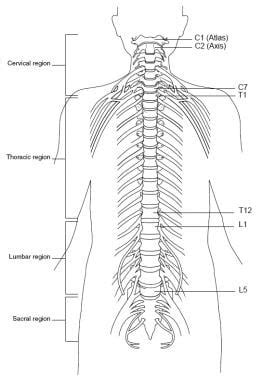 Spinal Nerve Roots Diagram