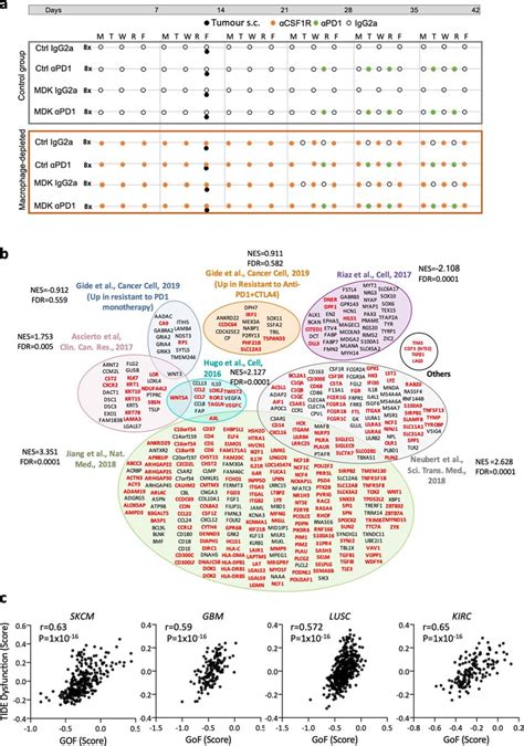 Impact Of Monocytemacrophage Depletion In Mdk Associated Responses And