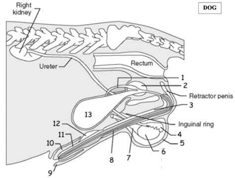 Dog Male Reproductive System Labeled Diagram | Quizlet