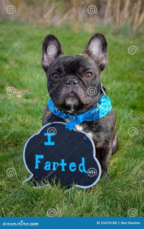 Funny Frenchie stock photo. Image of frenchbulldog, doggie - 53476188