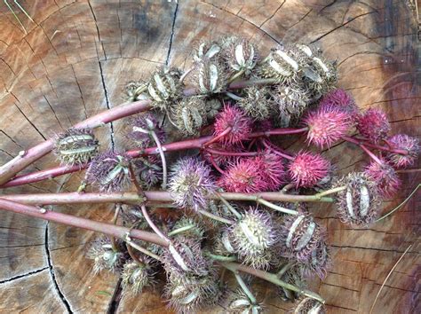 Beautiful Seed Pods Of The Castor Bean Plant Seed Pods Start Out Red