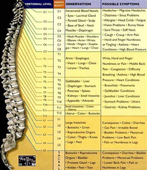 Spine Coding Cheat Sheet