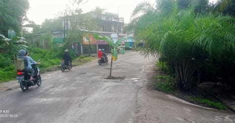 Protes Tak Kunjung Selesai Warga Tanam Pohon Pisang Di Jalan Nasional