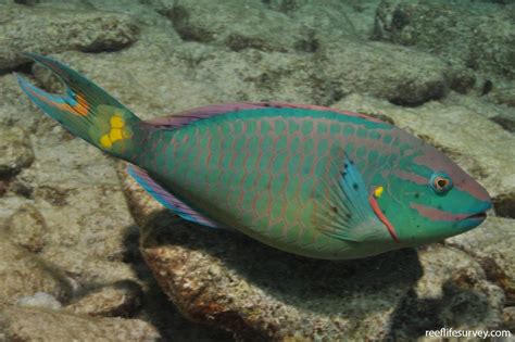 Sparisoma Viride Stoplight Parrotfish Reef Life Survey