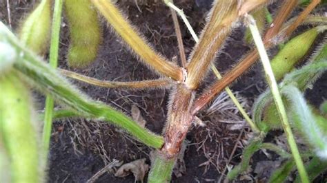 Tips For Managing Six Serious Soybean Diseases Croplife