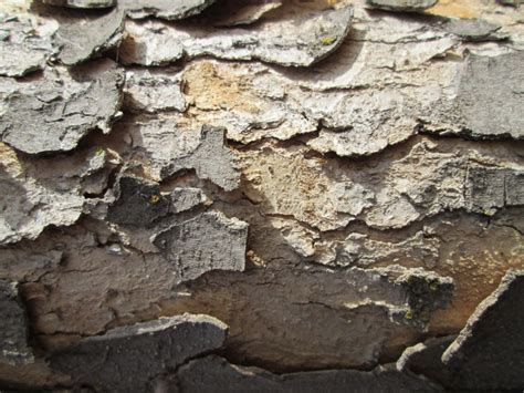 Banco De Imagens Natureza Rocha Ramo Plantar Madeira Textura