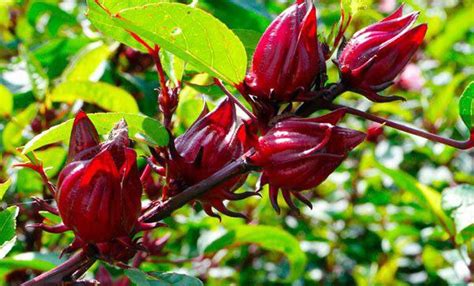 Flor de jamaica todo lo que no sabías de este cultivo en Puebla El