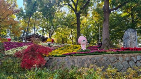 전남 화순 남산국화축제 국화향연 입장료 및 기간 주차장까지 총정리 네이버 블로그