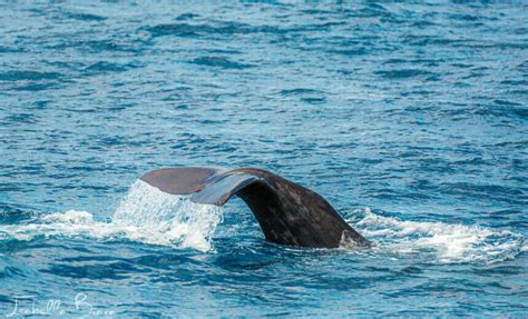 The Best Whale Watching In The Azores When And Where To Go