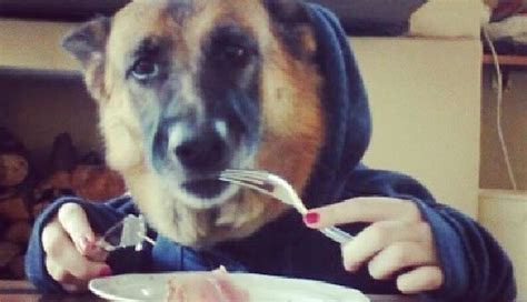 11 Dogs Eating With Human Hands. Yup. - The Dodo