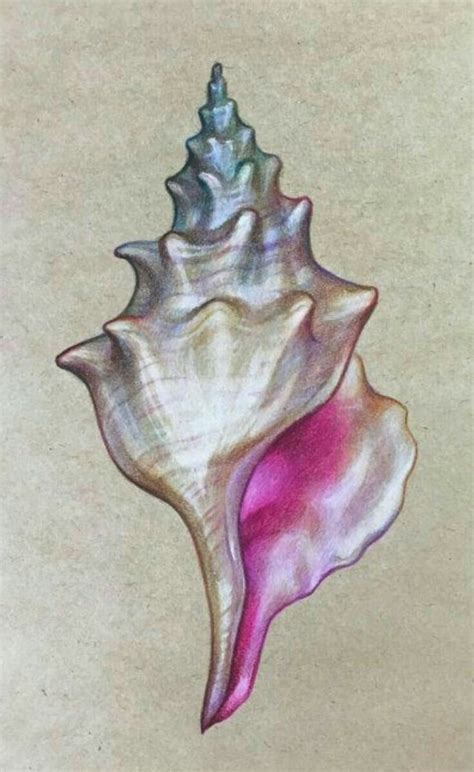 Pin by Chaitali Thakkar on arte | Shell drawing, Prismacolor art ...