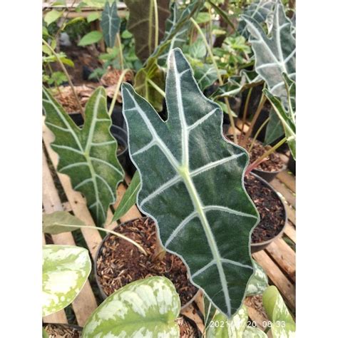 Jual Tanaman Hias KELADI AMAZON Mysucculentplant Shopee Indonesia