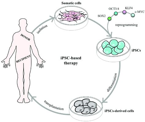 Somatic Cells Reprogramming Using Takahashi And Yamanaka S Factors