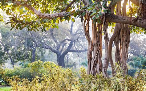 A Brief Guide to The Sacred Trees of India - Tales by Trees