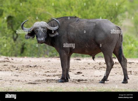 African Buffalo Syncerus Caffer Side View Of An Adult Male Standing