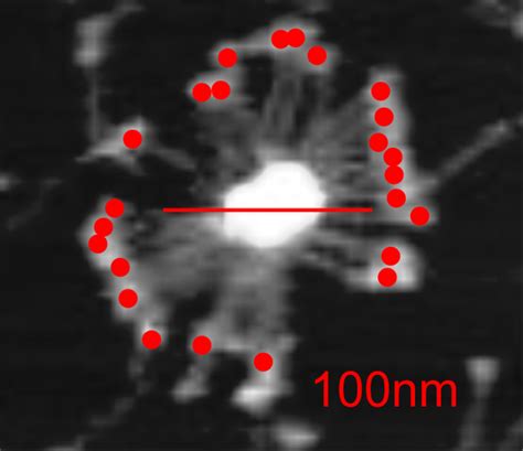 Total SP D Dodecamer Measured Length Using Arc Angle Dimensions Thank